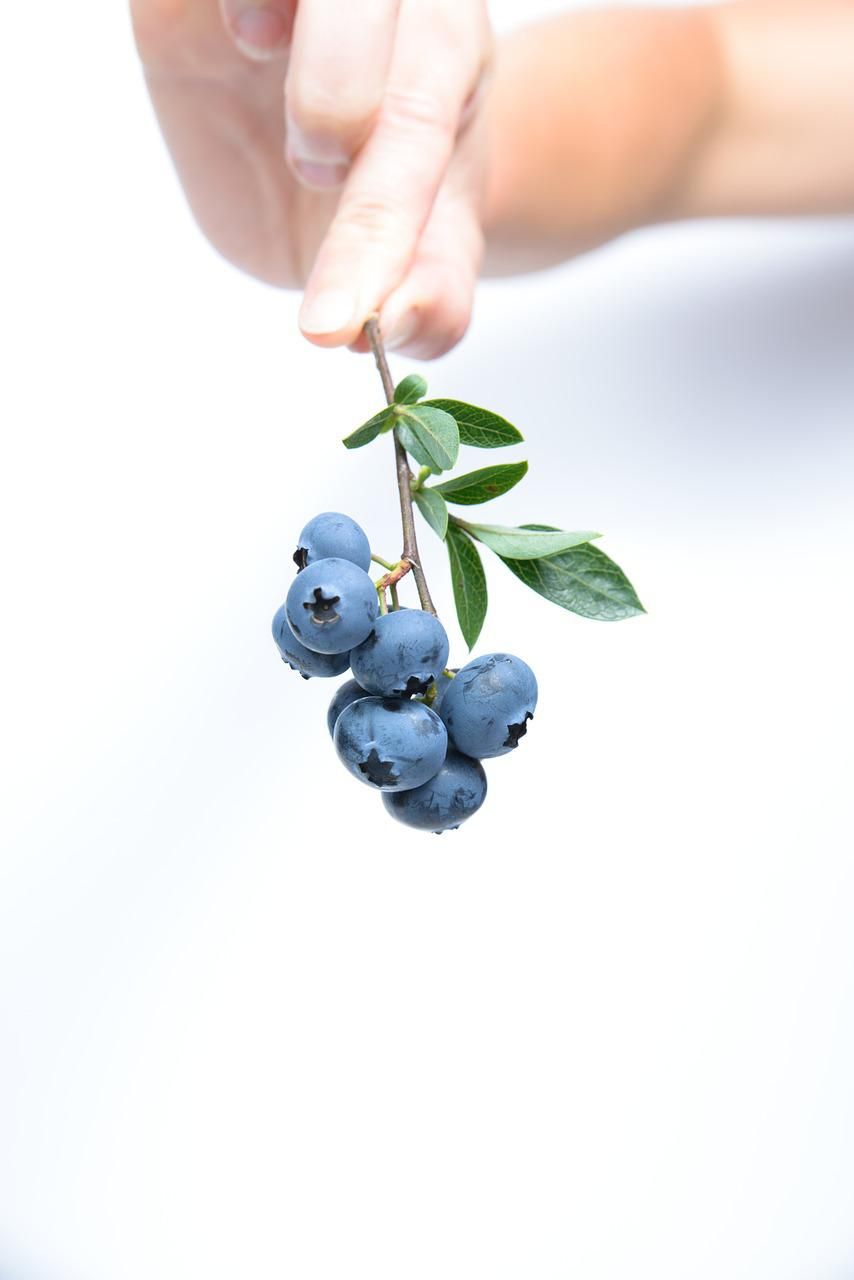 Buah blueberry mengandung nutrisi yang baik untuk kesehatan.