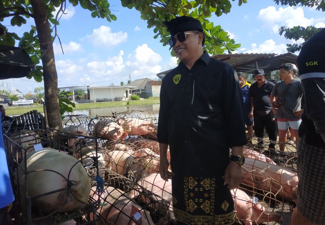 Ketua DPD Golkar Badung dan Wakil Ketua DPRD Badung, I Wayan Suyasa saat menyerahkan babi untuk dibagikan jelang Galungan dan Kuningan