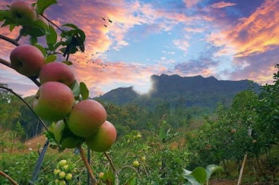 perkebunan apel yang menjadi objek wisata edukatif bagi keluarga.