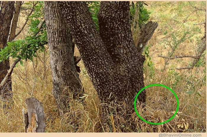 Ternyata hewan yang tersembunyi pada gambar ini adalah macan tutul.*