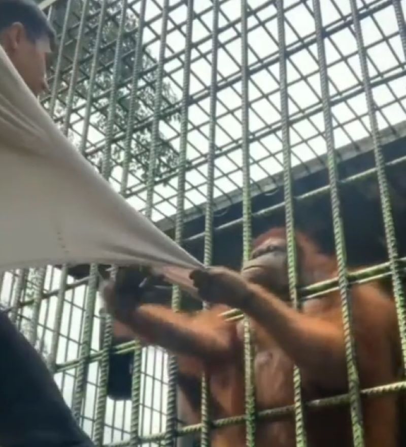 informasi tentang viral video orangutan menarik seorang pria, begini tanggapan menohok dari Richard Kyle