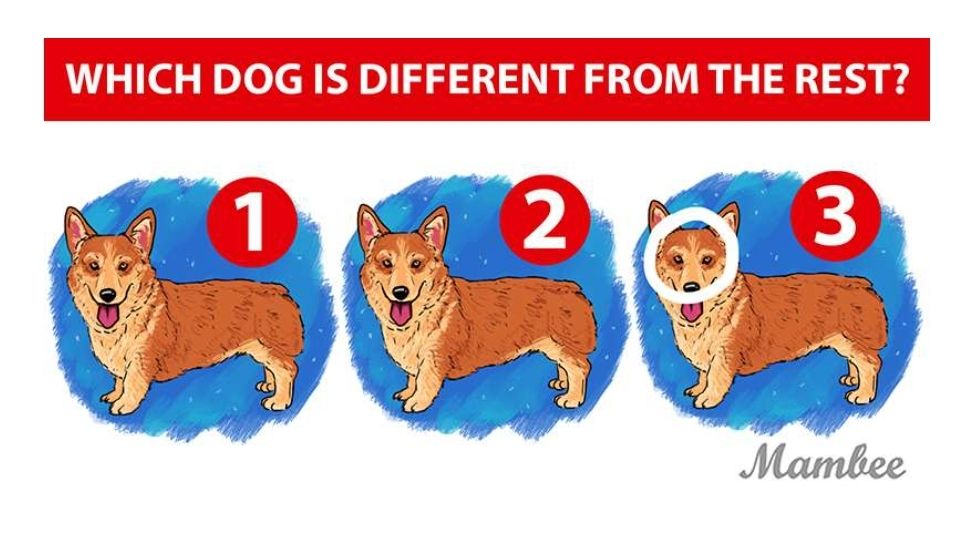 Jawaban tes IQ membedakan 3 gambar anjing./Mambee