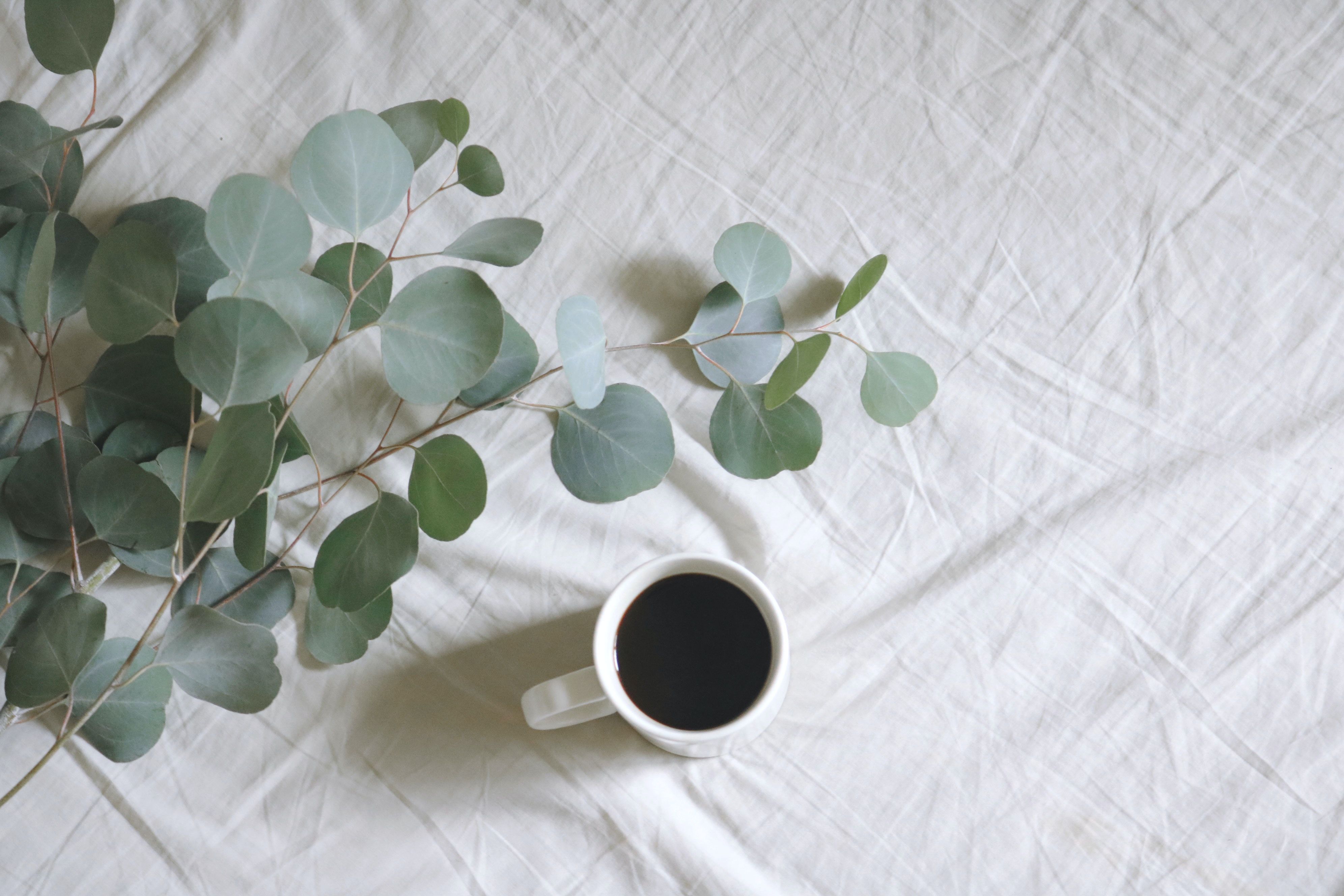 Daun Eucalyptus adalah Apa? Ini Penjelasan Daun yang Disebut Ridwan ...