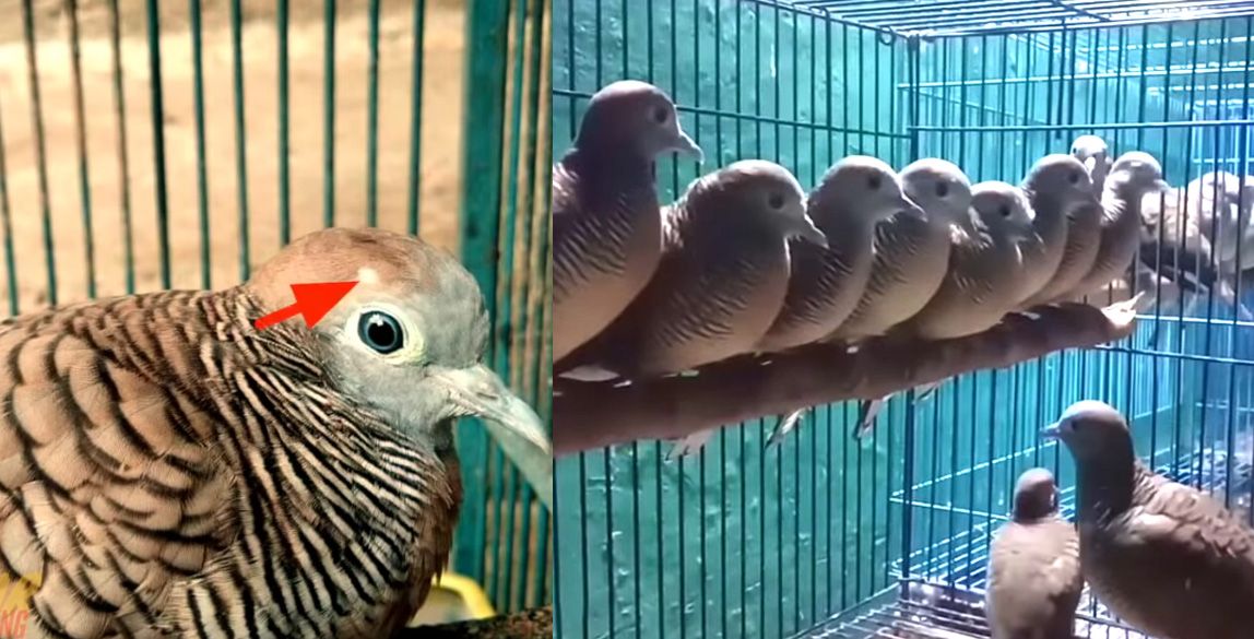 Ilustrasi. Inilah 5 burung perkutut bertuah yang bisa dilihat dari ciri matanya, segera cek karena bisa jadi perkutut anda punya tuah. 