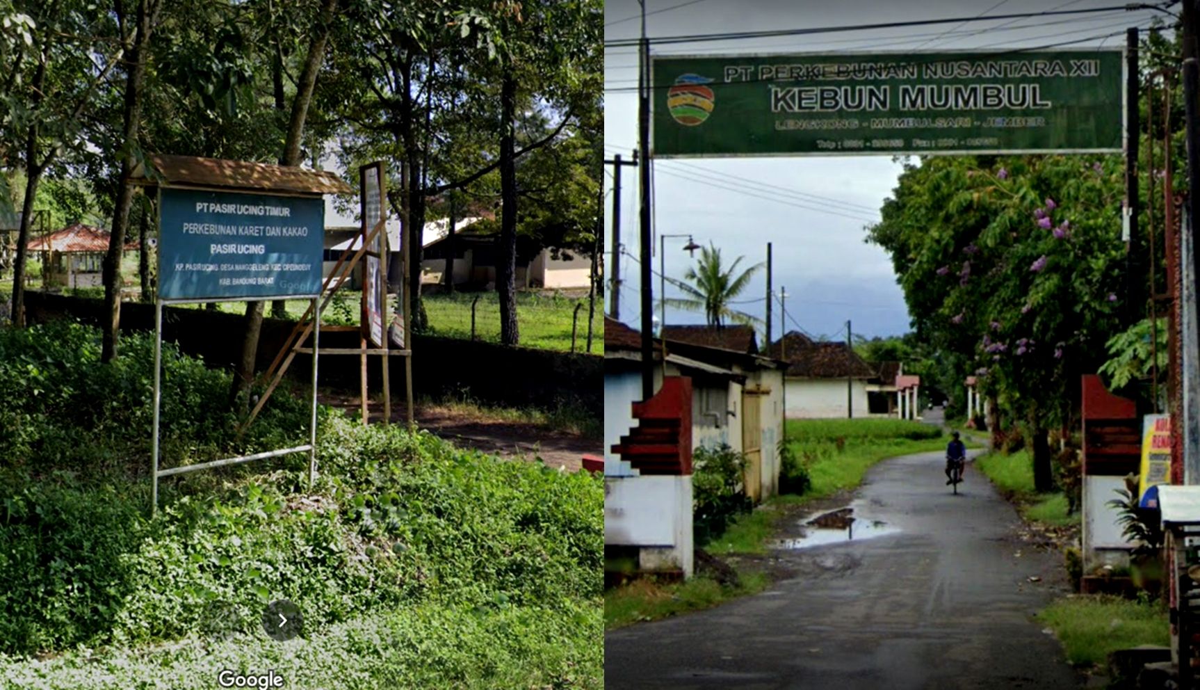 Gerbang Perkebunan Bajabang/Pasir Ucing, Bandung Barat (kiri) dan PTPN XII Kebun Mumbul, Jember (kanan)