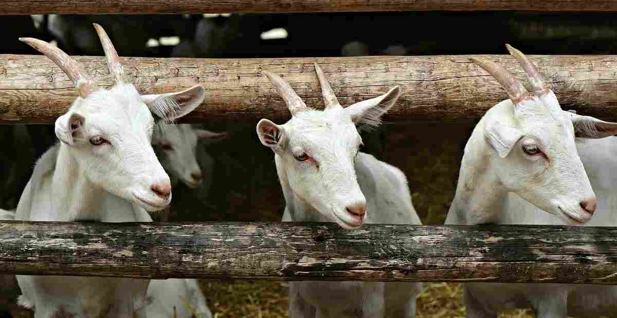 Harga kambing dan domba kurban Idul Adha 2022