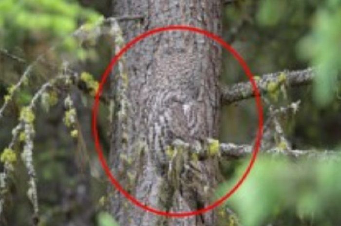 Ternyata hal aneh pada gambar ini adanya burung hantu yang warnanya sama dengan batang pohon.*