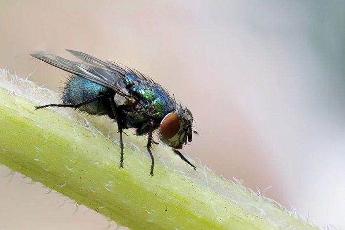 Ilustrasi: Lalat bisa diusir dengan cara alami.