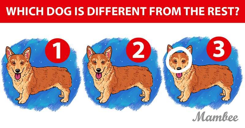 Jawaban Tes IQ untuk mengetahui seberapa jeli Anda dengan cara menemukan anjing mana yang berbeda dalam waktu 10 detik.