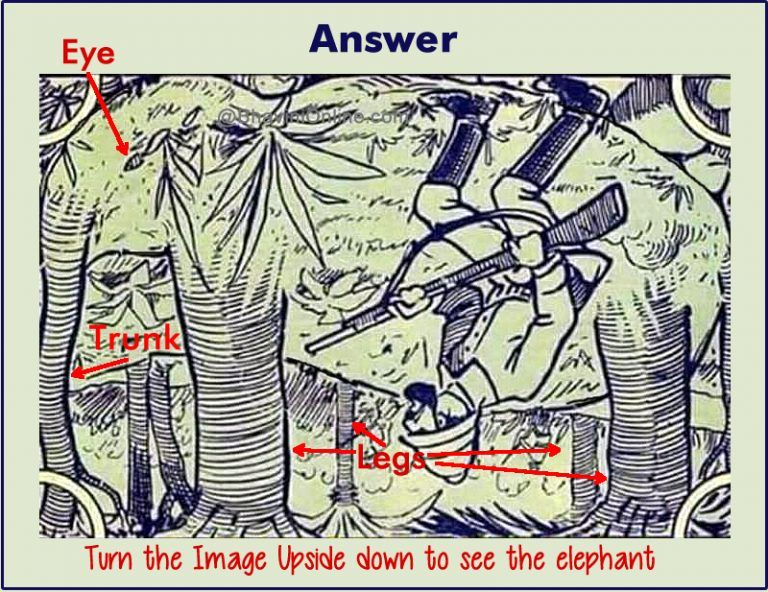 Jawaban Tes IQ, Bisakah Anda Menemukan Seekor Gajah?