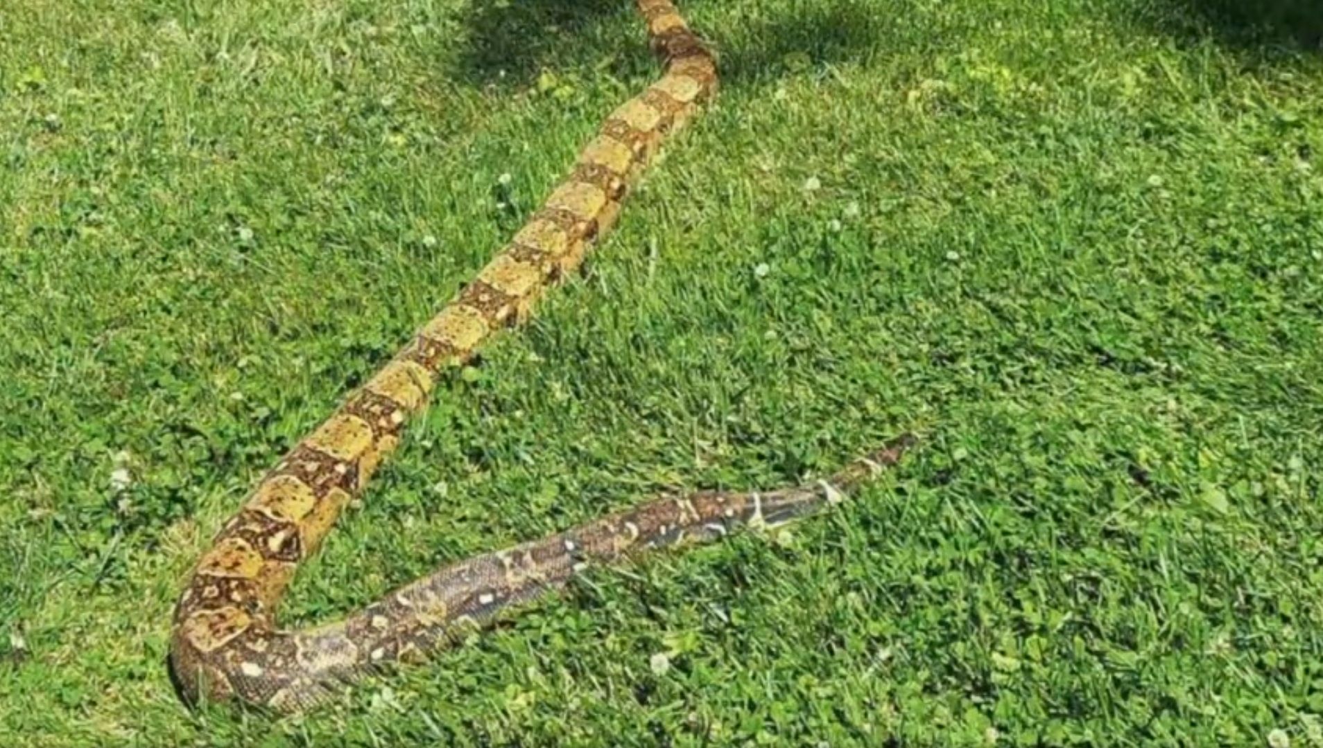 Cindy Ketakutan Melihat Ular Boa Konstriktor Sepanjang 9 Kaki Berkeliaran  di Rumput Halaman Rumahnya