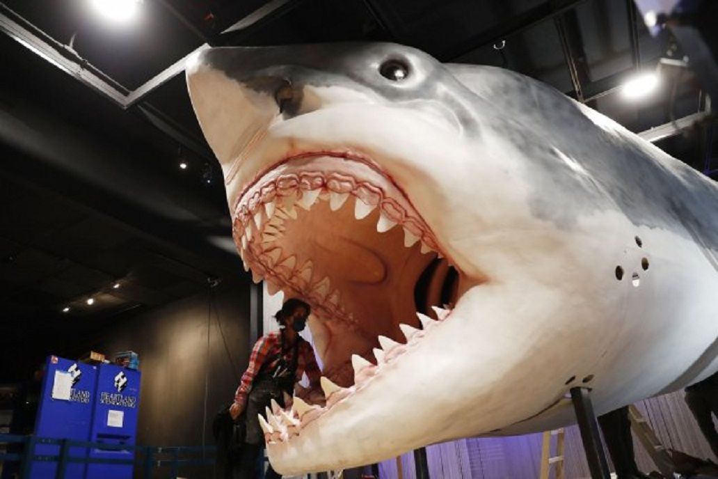  Para pekerja dari American Museum of Natural History Exhibition membuat dan merakit model megalodon hiu purba sepanjang 27 kaki, setinggi 10 kaki di New York City pada 30 November. Penelitian baru menunjukkan megalodon memakan sesama pemangsa.  