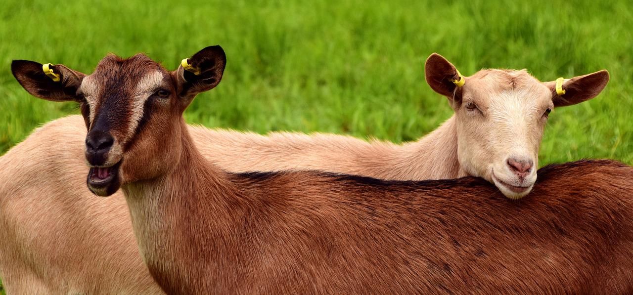 7 Tips Biar Masak Daging Kambing Idul Adha Tidak Bau Prengus untuk