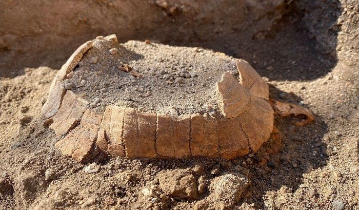 Kerangka kura-kura darat yang terawetkan, ditemukan di antara penggalian di situs arkeologi kota Romawi kuno Pompeii.