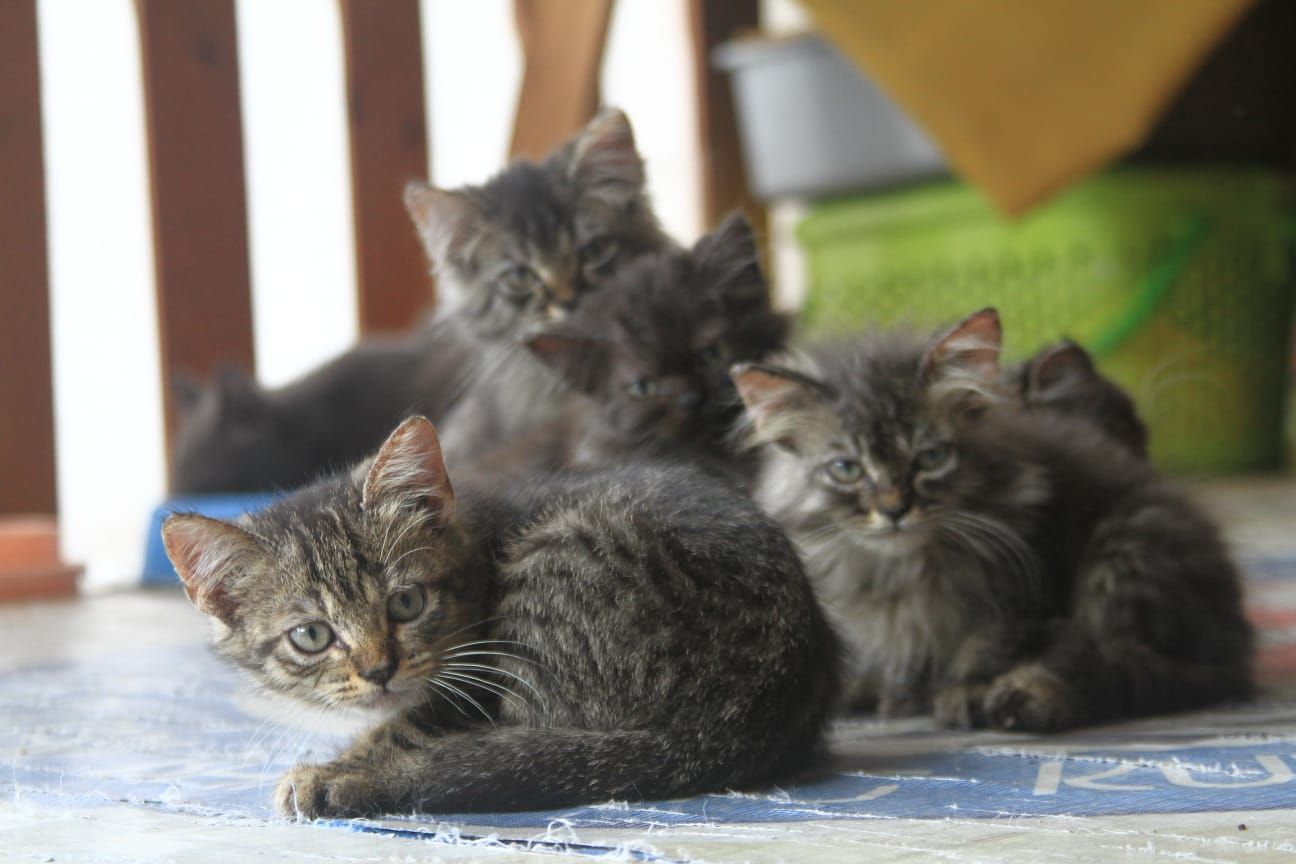 Ciri Ciri Kucing Mau Lahiran, Pastikan Sudah Sedia Tempat Nyaman dan Lakukan Hal Berikut Ini