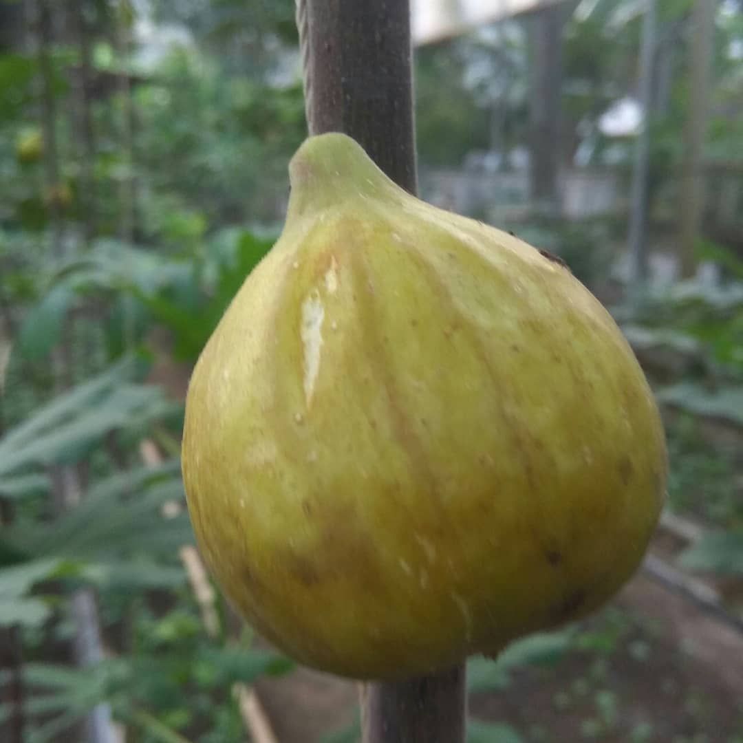 Kandungan serat dan mineral dalam buah tin bermanfaat untuk mengatasi berbagai masalah kesehatan.