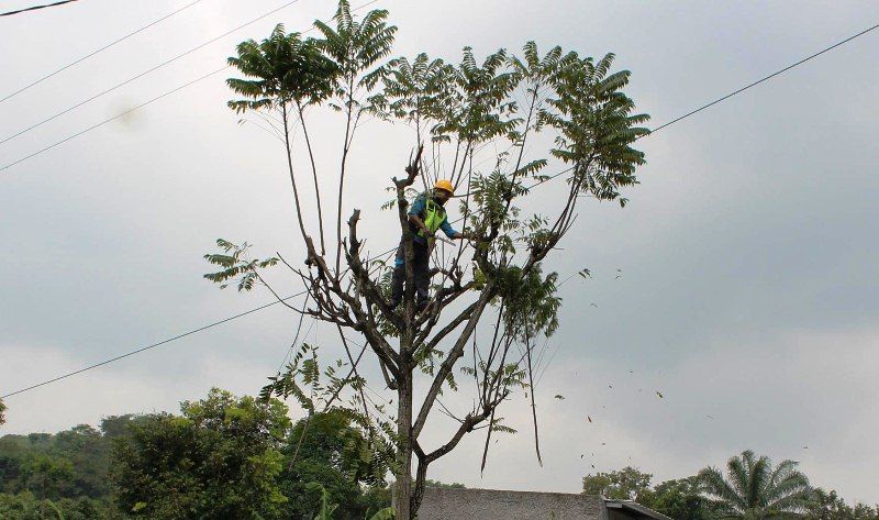 Petugas PLN akan segera melakukan pemangkasan atau penebangan pohon ketika sudah membahayakan arus listrik.