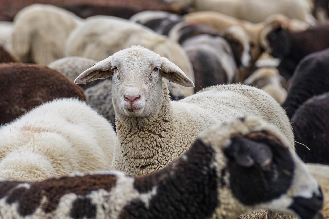 5 Cara Memilih Hewan Qurban Khususnya Domba atau Kambing yang Layak  Disembelih, Harap Diperhatikan