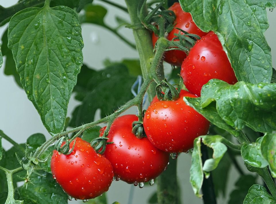 ILUSTRASI tomat, buah atau sayuran yang disebut Zaidul Akbar bisa menghindarkan kita dari penyakit kanker dan tumor./
