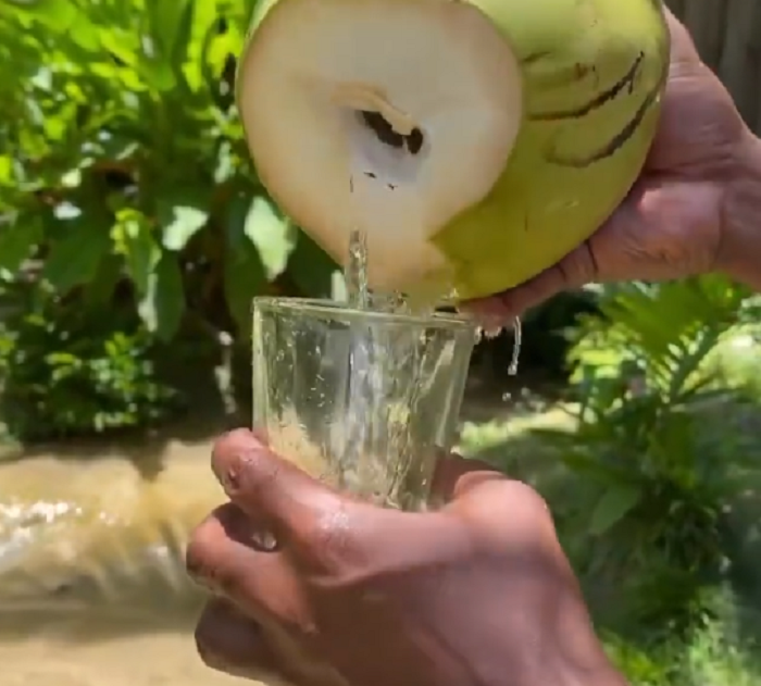 Ilustrasi air kelapa