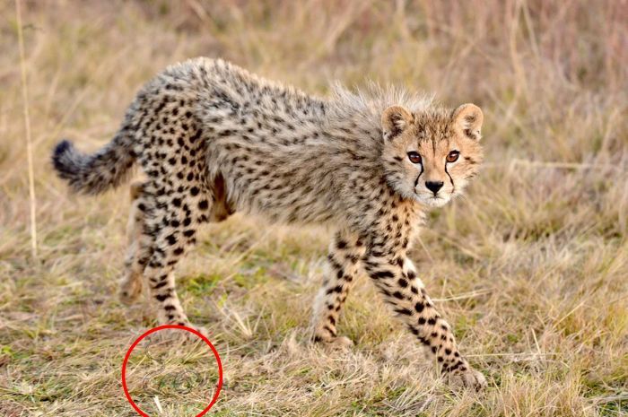 Ternyata hewan lain yang ada pada gambar cheetah ini adalah seekor ular.*