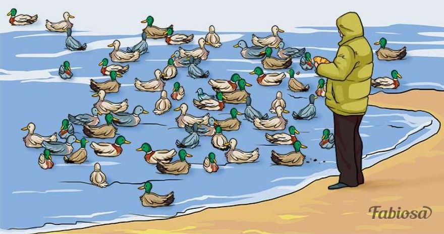 Tes IQ : temukan objek berbeda diantara kerumunan bebek di atas air pada gambar.