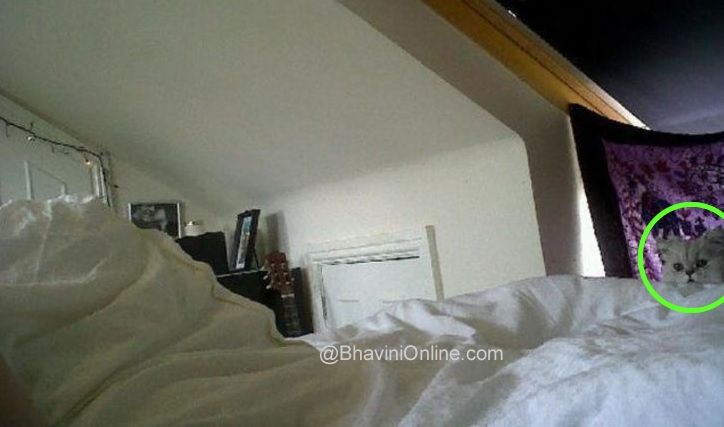 Jawaban tes IQ menemukan kucing di tempat tidur, Bhavini Online