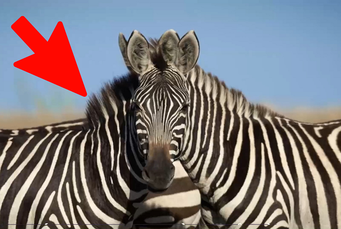 Zebra yang menoleh ke arah depan adalah zebra sebelah kiri.*
