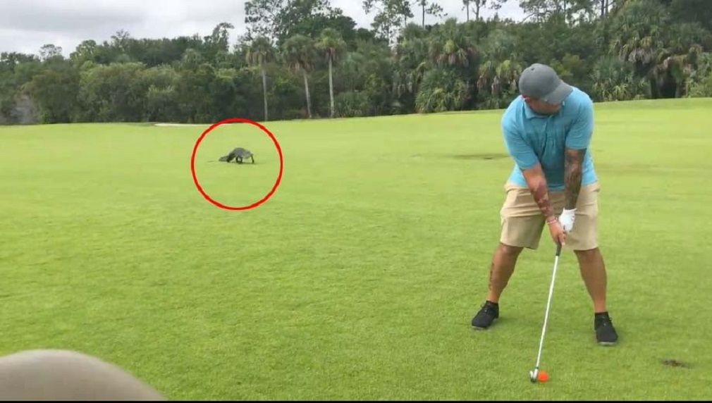 Pria itu terlihat melakukan pukulan bola golf, sementara seekor buaya terlihat mendekatinya secara perlahan.  