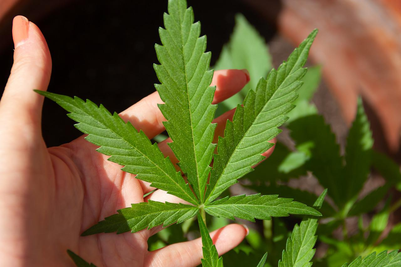 Tambah Satu Negara Lagi! Jerman Akan Segera Legalisasi Ganja