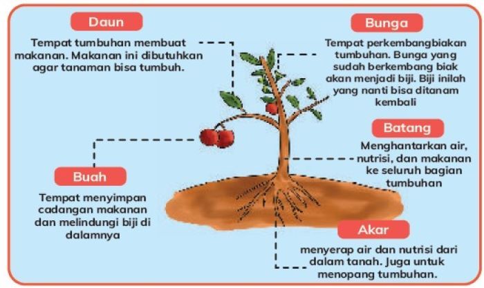 Kunci Jawaban IPAS Kurikulum Merdeka Kelas Halaman Apa Fungsi Dari Setiap Bagian Tubuh