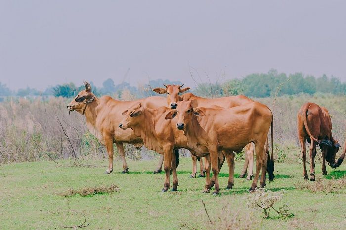 Ilustrasi - Berikut hukum dan cara patungan beli hewan kurban sapi Idul Adha 2022.