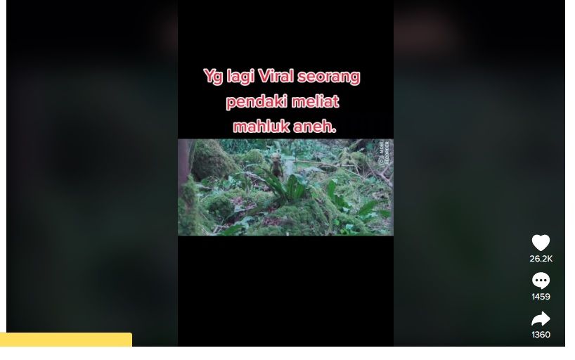 Tangkapan layar video viral penampakan di hutan.