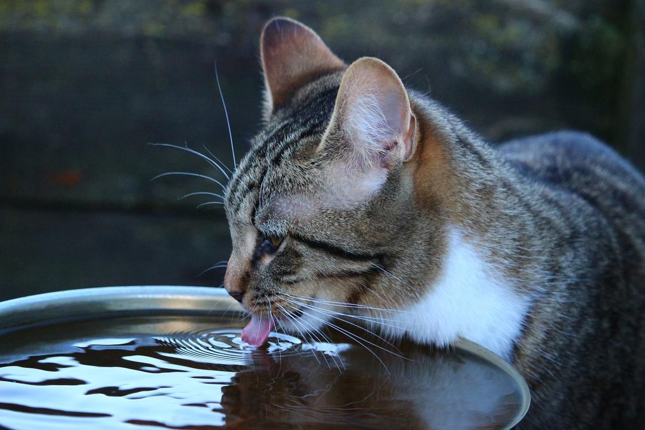 Ilustrasi Kucing Minum - Apa tanda-tanda hewan peliharaan kita dehidrasi? Beraa banyak cairan yang mereka butuhkan setiap hari?