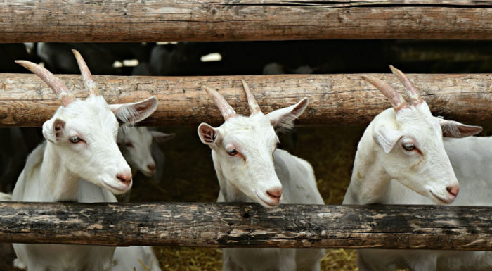 Idul Adha 2022, mana yang lebih utama. Apakah kurban sapi atau kambing?, ternyata hewan untuk kurban tidak hanya sekedar bobot namun juga keindahannya./ Pixabay/MabelAmber