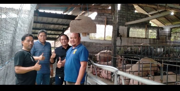 Suasana peternakan babi di kandang Bai milik Bapak Deyon di Desa Banjar Anyar Kediri Tabanan