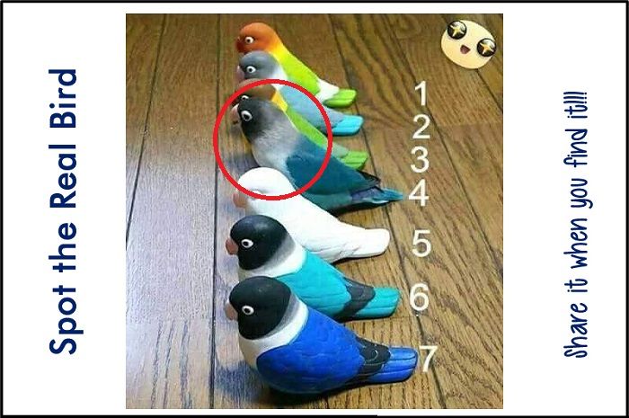 Burung yang asli tersebut ada di nomor 3.*