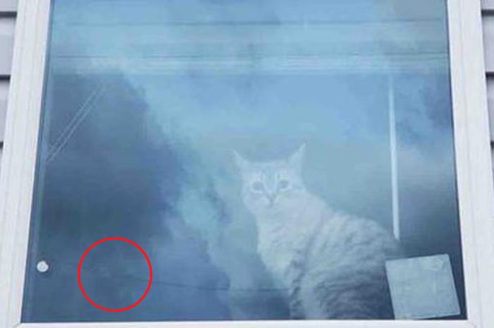 Jawaban tes fokus dalam menemukan kucing kedua di gambar Depor.  
