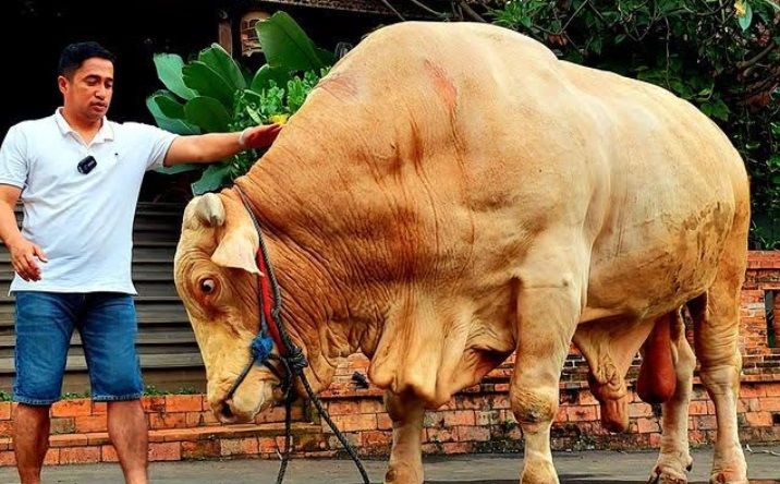Irfan Hakim Berkurban dengan Sapi Paling Montok se-Indonesia, Harga