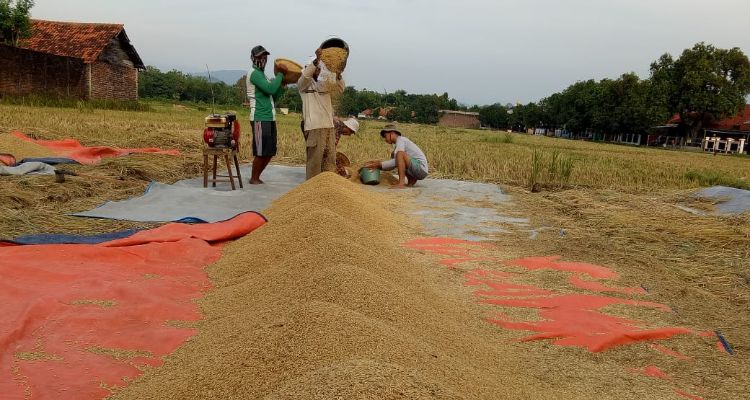 Petani di Desa Biyawak, Kecamatan Jatitujuh, Kabupaten Majalengka tengah menjemur gabah. 