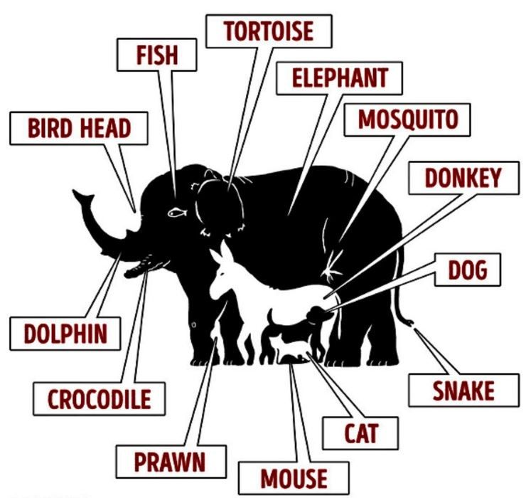 Jawaban nama hewan pada gambar.