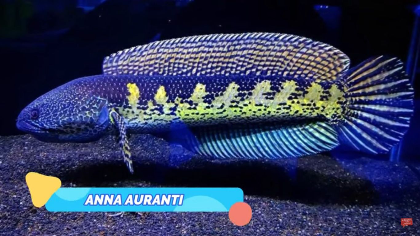 Ikan Channa Auranti