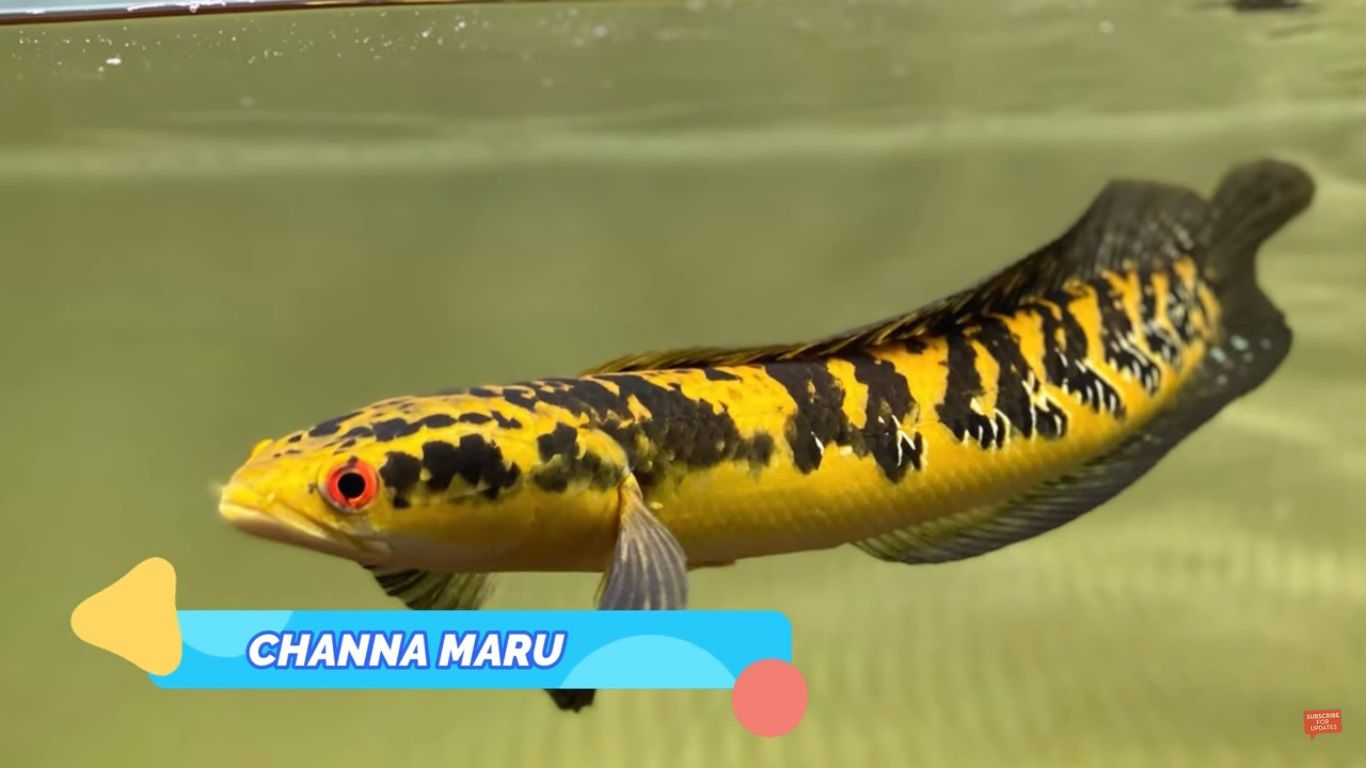 Ikan Channa Maru