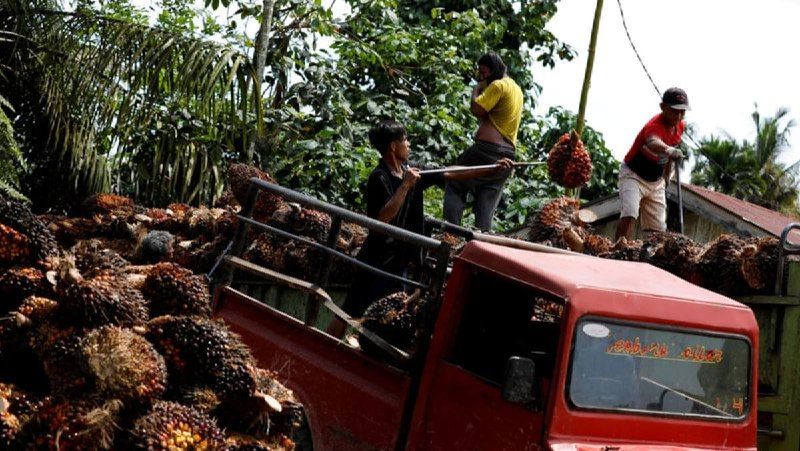 Hidup Bersama Raksasa, Kisah Petani Sawit yang Termarjinalkan