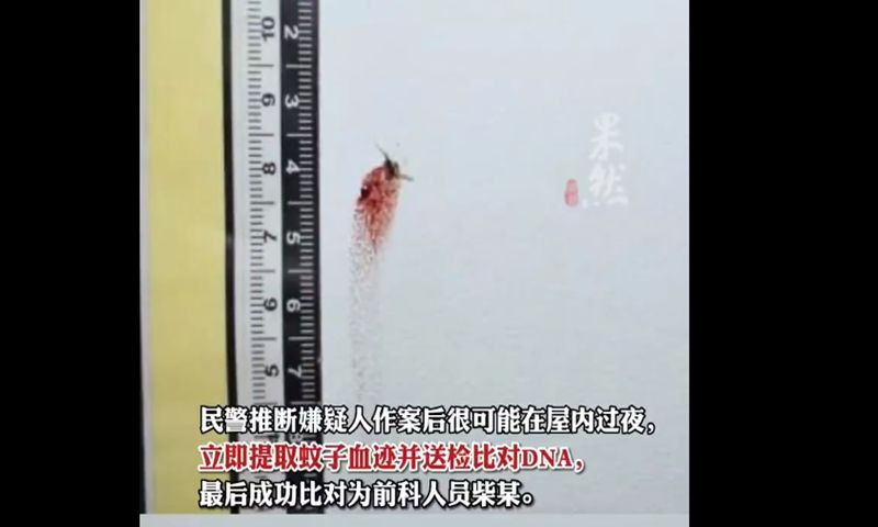 Barang bukti bangkai nyamuk yang memberi petunjuk polisi menangkap penjahat di China.