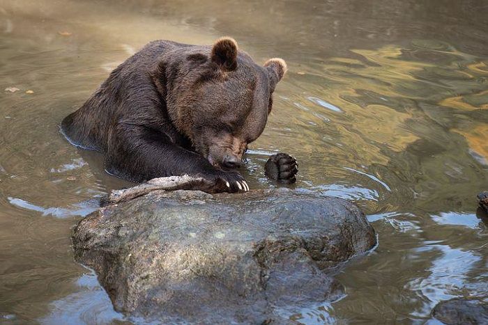 Teror Beruang di Rusia Meningkat, Bayangi Aktivitas Pemukiman Penduduk: Bunuh Seekor Sapi dan Lukai Ternak