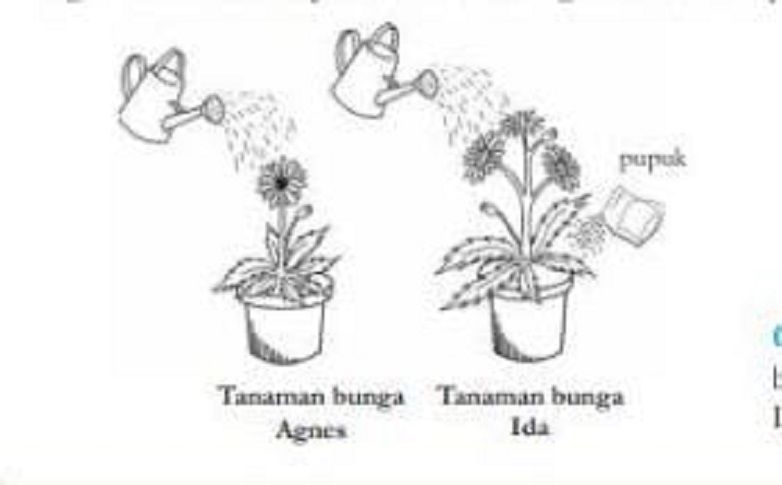 Dua perlakuan berbeda tanaman Agnes dan Ida.
