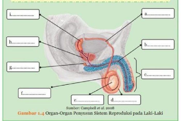 Gambar 1.4 Organ-Organ Penyusun Sistem Reproduksi pada Laki-Laki.