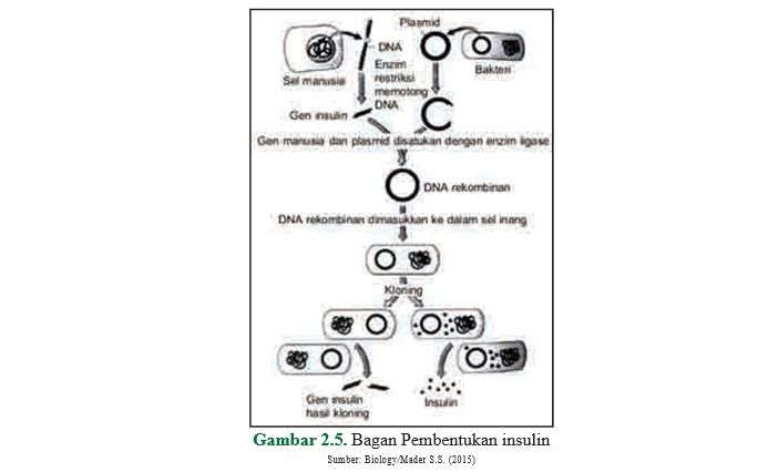 Gambar 2.5 adalah bagan pembentukan insulin