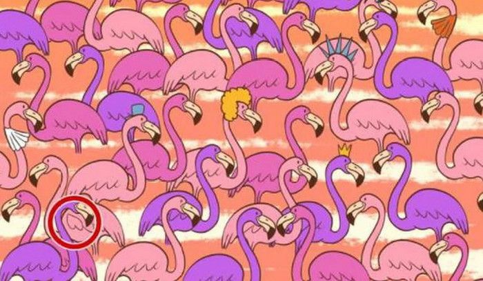 Jawaban tes fokus. Flamingo.
